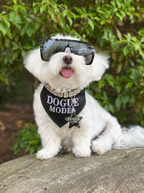 DOGUE Model Tag - Image 2