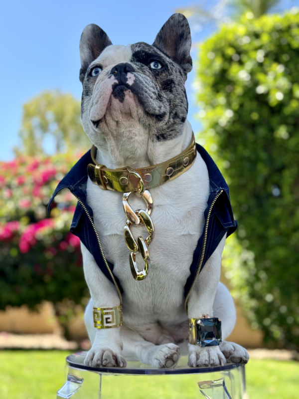 Fursace Doggess Gold Chain Collar (Custom Size) - Image 3